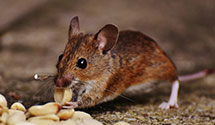 Thermal Imaging Pest Detection